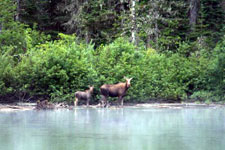 Canada-British Columbia-Bowron Lakes Canoe Circuit